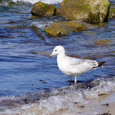 Waldblick 2 Tatil Evi Kühlungsborn